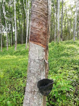 Harvested raw latex from rubber tree in the morning