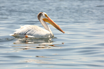 Pelican