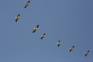 Pelican