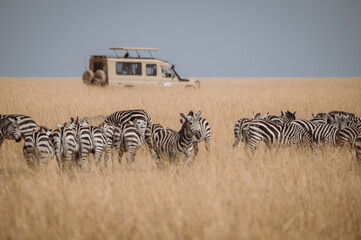 zebras in the serengeti - obrazy, fototapety, plakaty