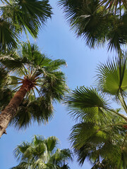 Palm tree view