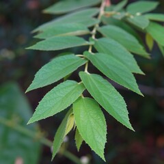 twigs and leaves of the muntingia calabura or ( Malayan Cherry, Calabura, Cherry Tree, Jamaican Cherry, West Indian Cherry Tree, Kerukup-Siam, Buah Ceri, Panama Berry, Kersen, Talok )