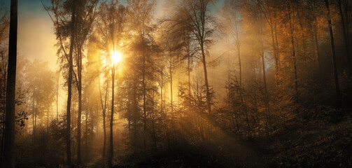 Magnificent moments in a forest with sunlit mist. The sun majestically shines through the fog and...