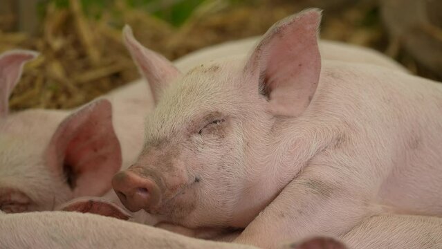 4K: Cute piglet sleeping and smiling - The little pig is asleep with all of it's siblings. Stock video clip footage. Sus domesticus 