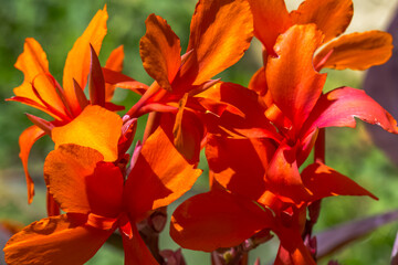 Fleur de cannas orange
