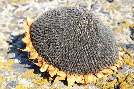 cap of ripened sunflower seeds