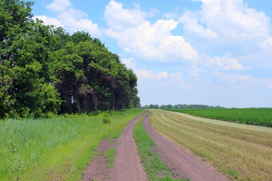 Dirt road near a field near a forest