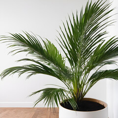 Palm tree in a pot on a white wall background.