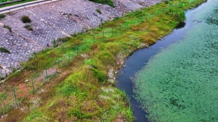 Jiangxi Poyang Lake, wetland migratory bird protection area, egrets
