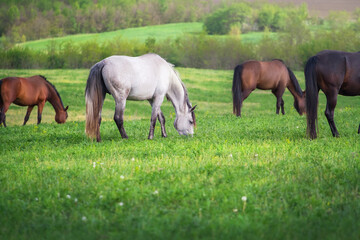Herd with foal and mare