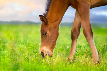 Colt grazing in spring pasture - 648215116