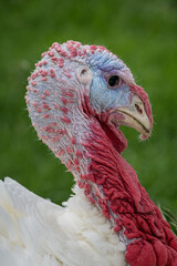 Portrait of a male turkey.