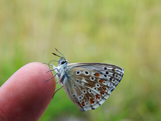 Closeup of colorful butterfly 