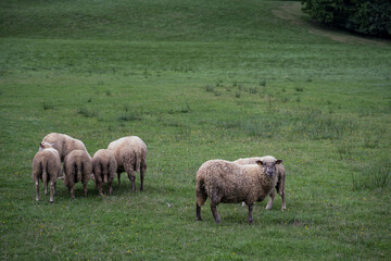 Sheep outdoors in a pasture with green grass.