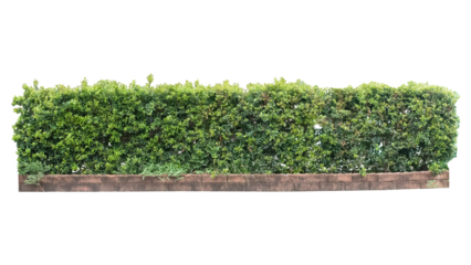 Tropical plant Flower shrub bush fence tree isolated on transparent background