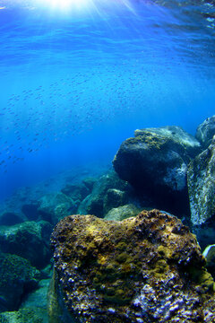Paisaje submarino, fondo del mar