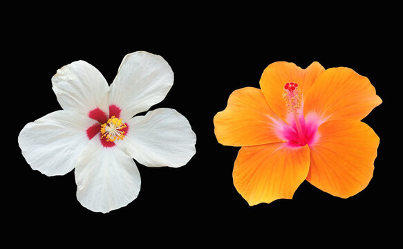 Closeup of white orange hibiscus flower blossom blooming isolated on black background, stock photo, spring summer flower, double plants