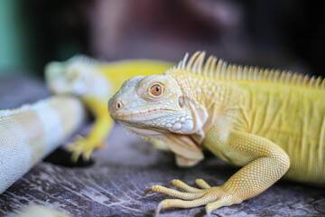 A number of albino iguanas are basking in the not too hot sunlight on the terrace of a house.