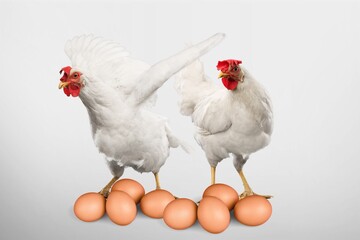 Domestic farm chicken with fresh eggs