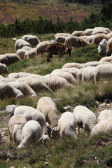 PECORE AL PASCOLO IN MONTAGNA