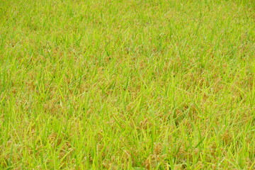 Obraz na płótnie Canvas 収穫前の稲