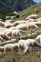 PECORE AL PASCOLO IN MONTAGNA