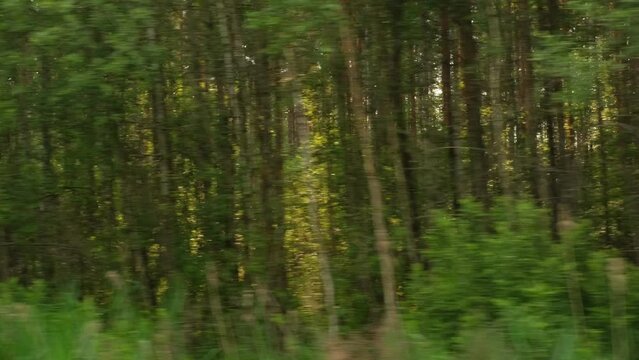View through side window of car auto in motion on road. Highway along green forest and trees in summer. Tourism and travel, journey trip concept. Beautiful nature and landscape. Car speeding on road.	