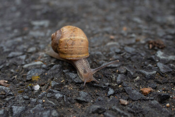 Photograph of a snail on the asphalt. 