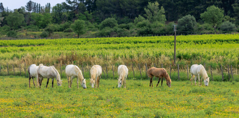 One adult and two adolescent white horses in carmarque galloping across a green meadow