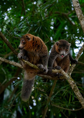 Two Mongoose lemurs, Eulemur mongoz, in Moheli, Comoros