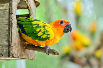 Colorful parrots are resting in the nest. This parrot lives in the wild and can be raised with domestic pets. cute wild animal concept