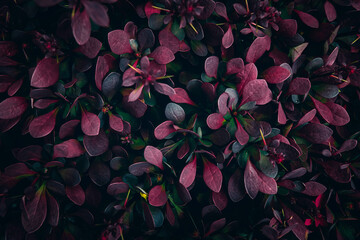 A close up of red and green Barberry bush leaves