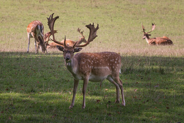 Naklejka na ściany i meble Adult herd of fallow deer outdoors in a meadow.