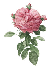 Botanical Vintage Giant French Rose Bloom on a Transparent Background