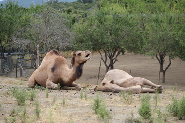 Photos de Corse, du zoo, de la plage, divers