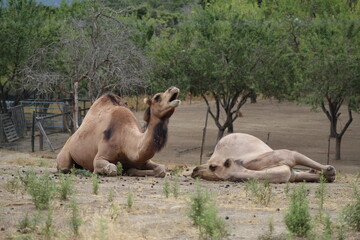 Photos de Corse, du zoo, de la plage, divers
