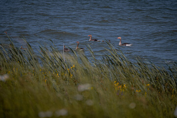 Goose wildlife 