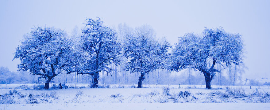 Four Trees In A Row In Winter; Chilliwack, British Columbia, Canada