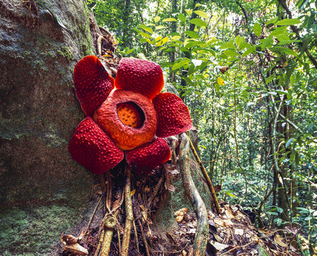 Rafflesia, The World's Largest Flower; Sarawak