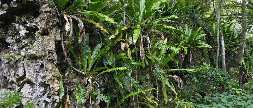 Rugged Interior With Dense Lush Forest; Atiu Island, Cook Islands