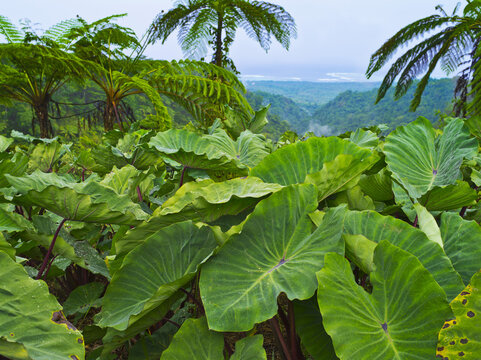 Overlooking Taro Leaves Onto Samoa's Southeast Coast; Upolu Island, Samoa