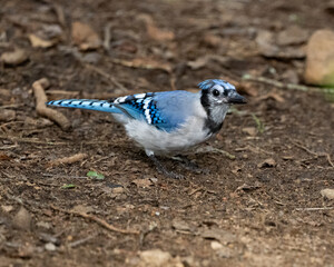 A Blue Jay, Cyanocitta cristata, picking up seeds in the dirt on a trail in the Adirondack...