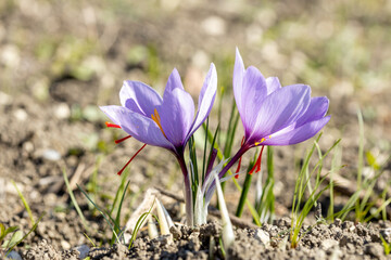 purple crocus (saffron) flower before harvest