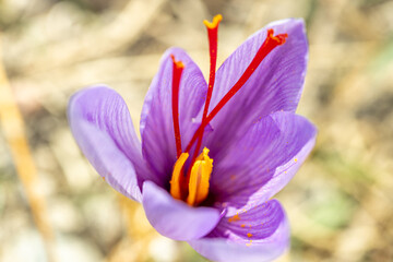 purple crocus (saffron) flower before harvest