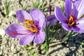 purple crocus (saffron) flowers before harvest