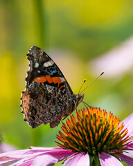 A Red Admiral butterfly, Vanessa atalanta, pollinating a purple cone flower in a garden.