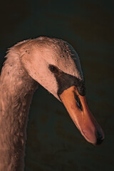 Portrait de Cygne au lever de soleil