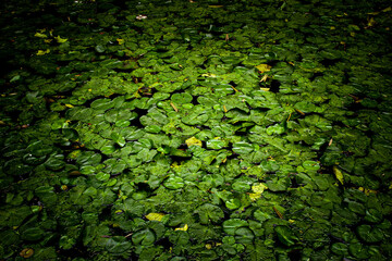 Lily Pads and More Lily Pads