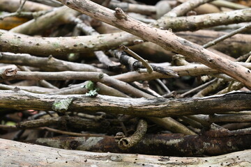 Firewood