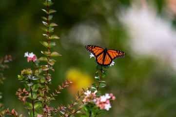 butterfly on a flower